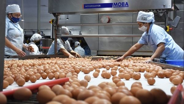 Visitamos Nutrihuevos: más allá de producir, busca dar impacto de valor triplicado como líder del rubro (G. 140.000 millones de facturación en huevo)