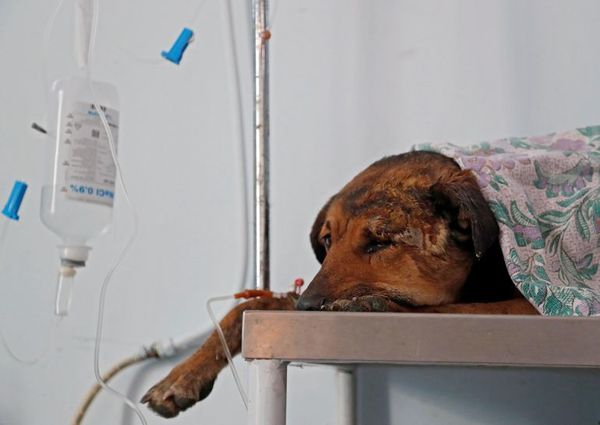 Muerte de mascotas en ataques israelíes otro trauma para los niños de Gaza - Mascotas - ABC Color