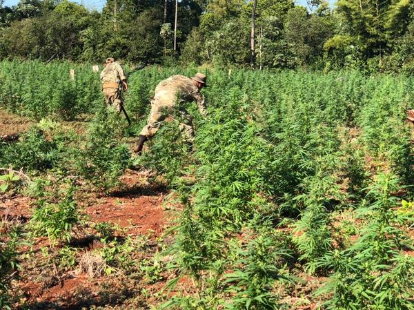 Paraguay mueve 900 millones de dólares al año en marihuana