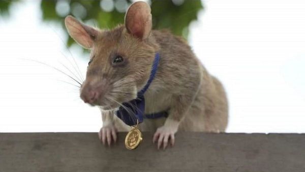 La rata "buscaminas" más famosa se jubila en Camboya