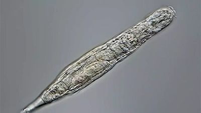 Un animal sobrevive 24.000 años en el permafrost siberiano