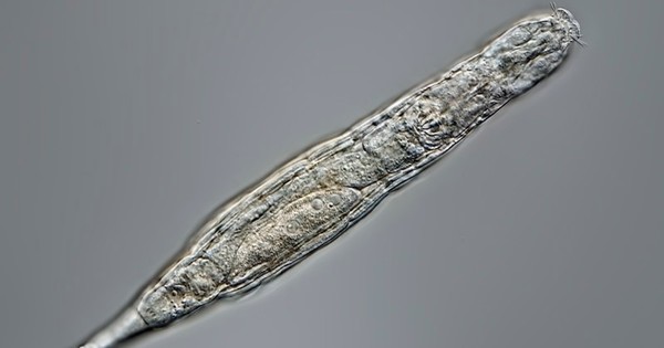 La Nación / Revive animal microscópico congelado 24.000 años en Siberia