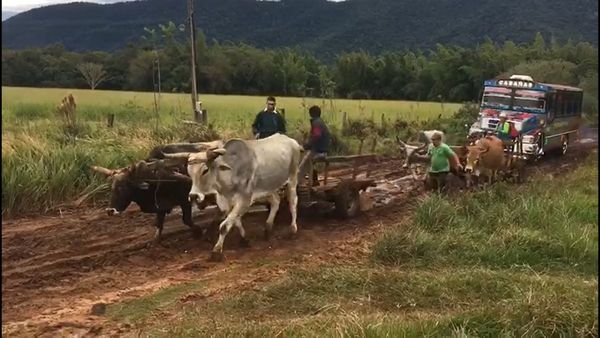 Usan bueyes como remolques de micros trancados en el barro