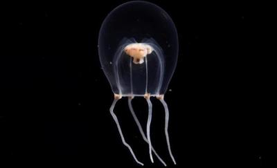 ¿Wataboshi? Hallan nueva especie de medusa y la nombran como atuendo nupcial japonés