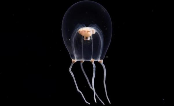 ¿Wataboshi? Hallan nueva especie de medusa y la nombran como atuendo nupcial japonés