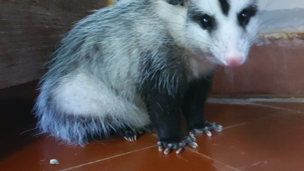 Cheesy, la mascota mykurê que es furor en redes sociales