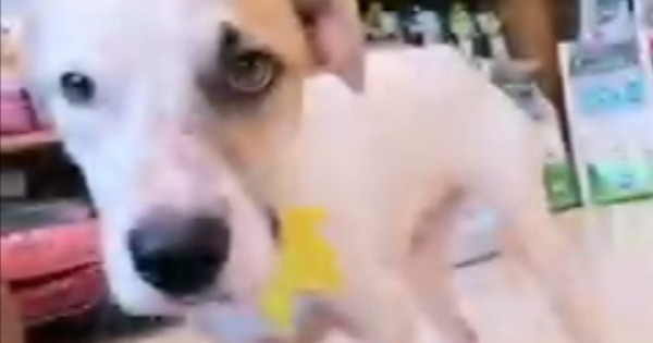 La Nación / Danna, la perrita rescatada en febrero, ya está recuperada