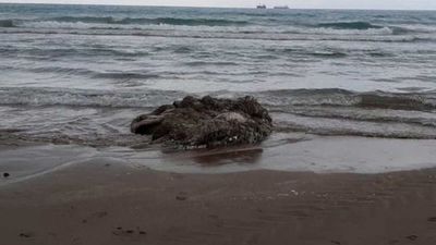 Encuentran un calamar gigante muerto en una playa de España