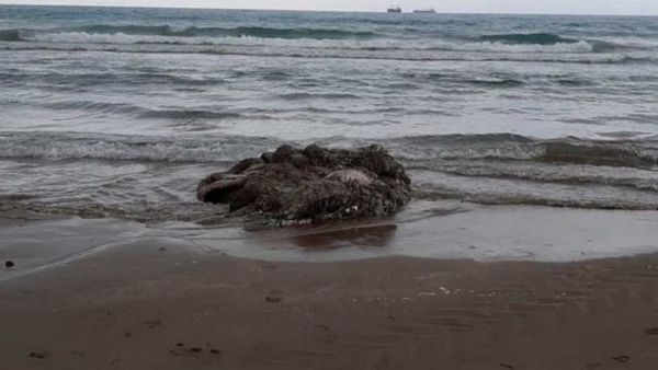Encuentran un calamar gigante muerto en una playa de España