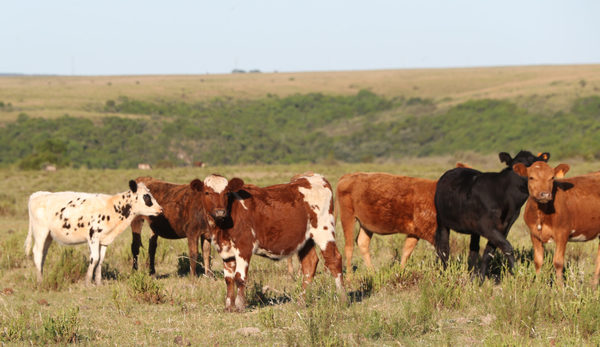Uruguay apunta a mejorar su producción de carne con el "bienestar animal" - MarketData