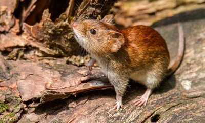 EEUU: Detectan un primer caso humano de hantavirus | OnLivePy