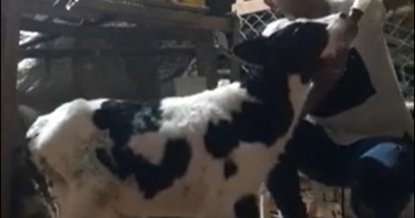 La Nación / Ternero nació sin patas y sus dueños lo miman