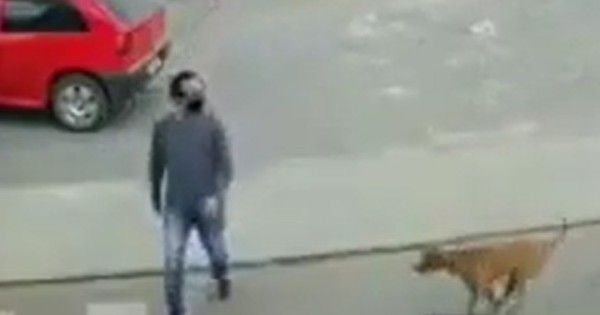 La Nación / Video viral: hombre intentó cruzar la calle y fue atropellado por un perro