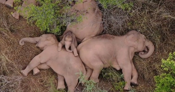 La Nación / Elefantes echan una siesta durante su épica odisea en China