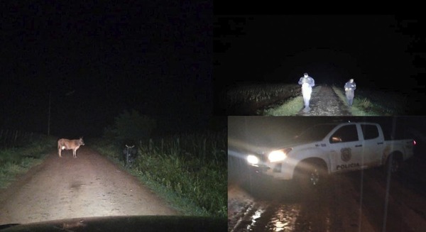 ESTABAN “PASEANDO” VACAS AJENAS PERO LA POLICÍA LOS DESCUBRIÓ Y HUYERON