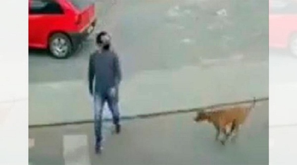 ¡Increíble! Hombre quiso cruzar la calle y fue atropellado por un perro (VIDEO)