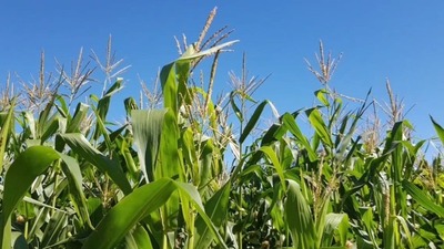 PRECIO DEL MAÍZ SE DISPARÓ Y PODRÍA REPERCUTIR EN LOS PRODUCTOS DE LA CANASTA