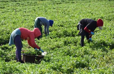 Muerte de mexicano lleva a ley en favor de trabajadores agrícolas en Colorado - MarketData