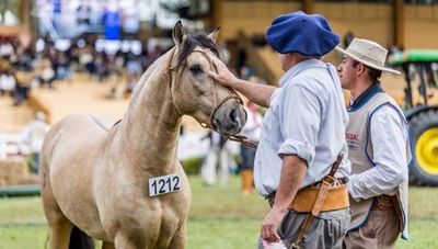 Expo Otoño 2021: Caballos criollos saltan a la pista para mostrar toda su evolución y destreza