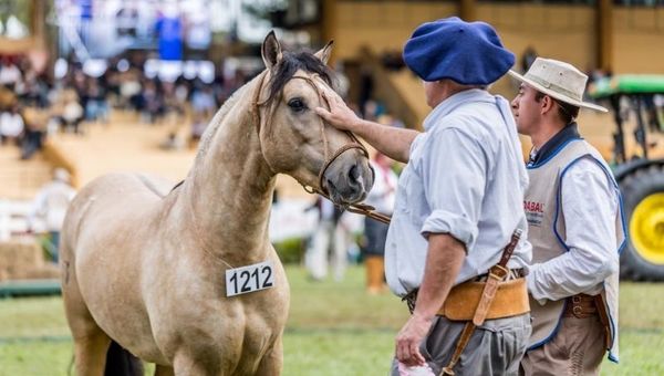 Expo Otoño 2021: Caballos criollos saltan a la pista para mostrar toda su evolución y destreza