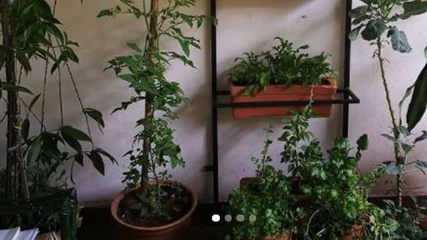 Jardín comestible, cultivando alimentos frescos y sanos