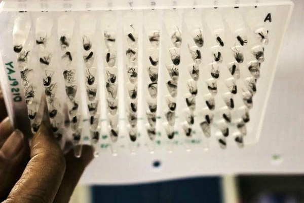 Diario HOY | Una bacteria se convierte en la esperanza de la lucha contra el dengue