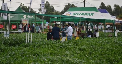 La Nación / Variedad de soja cuenta con mayor receptividad en el Chaco paraguayo