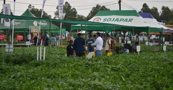 La Nación / Variedad de soja cuenta con mayor receptividad en el Chaco paraguayo