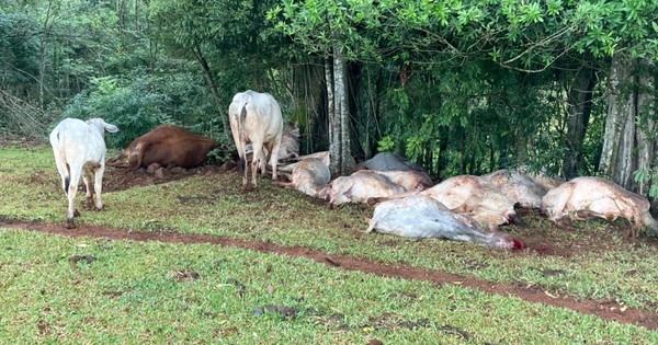 La Nación / Un rayo mató a 14 vacas en una finca de Iruña
