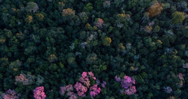 La Nación / Ley de expropiación de la reserva Morombí puede convertirse en un “legado tóxico y nocivo”, dice ARP