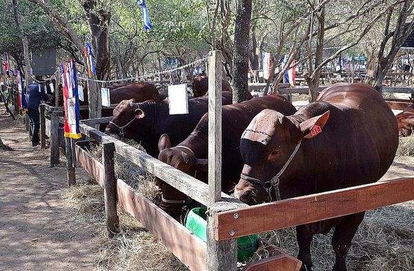 Segundo año sin Expo Trebol - Nacionales - ABC Color