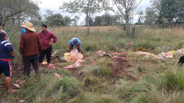 Abigeos faenan 4 vacunos de familias humildes