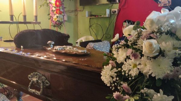 Shirley, la perrita que subió al cajón para despedirse de su dueño