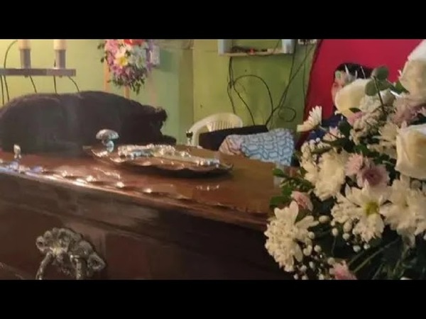 SHIRLEY, LA PERRITA QUE SUBIÓ AL CAJÓN PARA DESPEDIRSE DE SU DUEÑO
