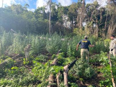 Destruyen más de seis toneladas de droga en Ñacunday