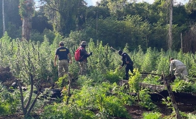 Diario HOY | Destruyen más de 6 toneladas de droga halladas en un predio rural en el este