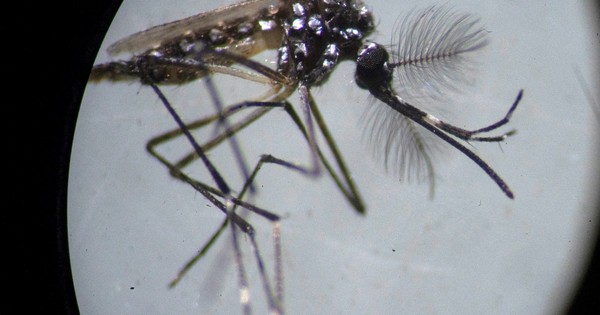 La Nación / La bacteria Wolbachia contiene al dengue en Indonesia
