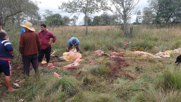 Casos de abigeatos golpean a familias humildes de Concepción