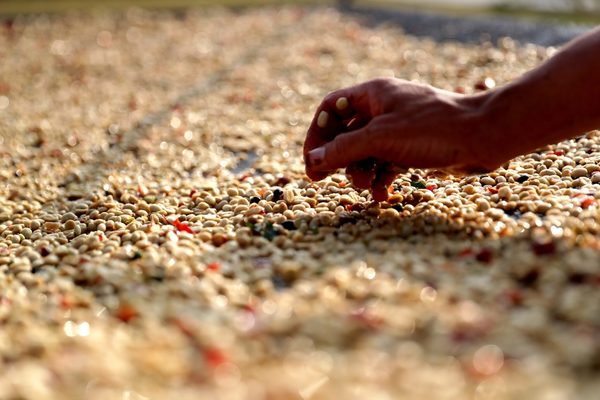 Las exportaciones de café brasileño caen 20,3 % en mayo - MarketData