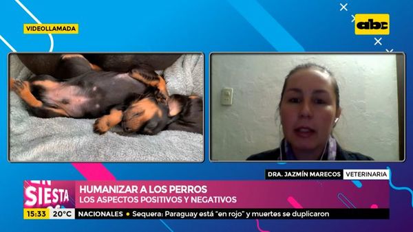 Aspectos positivos y negativos de humanizar a los perros - Ensiestados - ABC Color