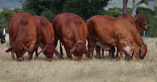 La Nación / Rediex otorgó varias licencias de marca país a la Cooperativa Fernheim