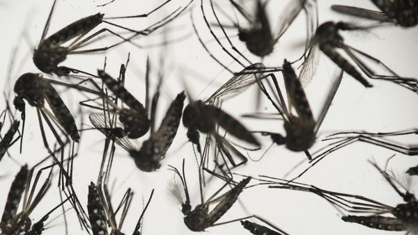 Mosquitos infectados con una bacteria reducen en un 77% los casos de dengue en una ciudad indonesia | Ñanduti