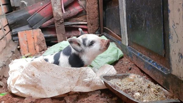 Murió "Milagros", la cerdita que fue raptada en Luque
