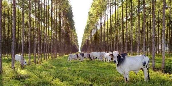 Sustentabilidad: destacan los logros de un sistema agrosilvopastoril en Brasil