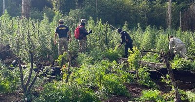 La Nación / Anulan más de 6 toneladas de droga en Alto Paraná