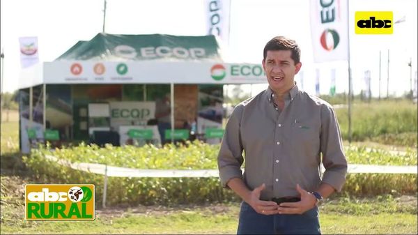 Abc Rural: Estrategias de fertilización de cultivo en el Chaco - ABC Rural - ABC Color