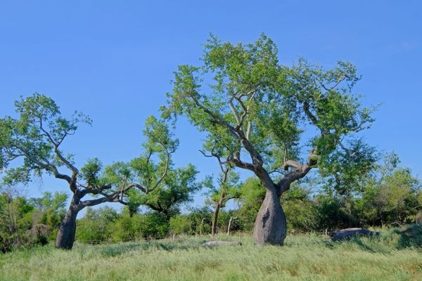 El Chaco paraguayo: De la defensa del territorio a la oportunidad de la producción sustentable - MarketData