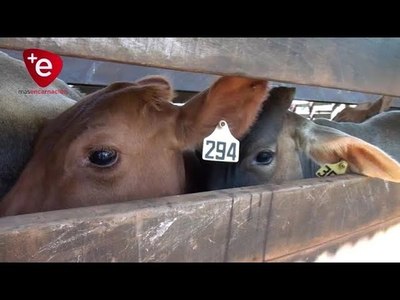 ITAPÚA CERCA DE LLEGAR AL 100% DE VACUNOS INMUNIZADOS CONTRA LA AFTOSA