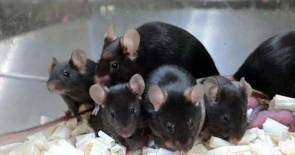 La Nación / Estación Internacional produjo saludables “crías espaciales” de ratón