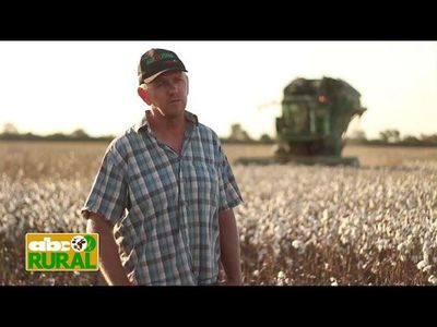 Abc Rural: Oportunidad de crecimiento del algodón en el Chaco - ABC Rural - ABC Color